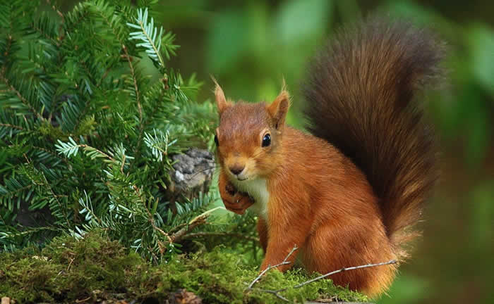 Red Squirrel, Northumberland