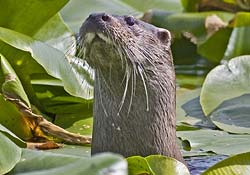 Otter, Northumberland