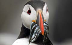 Puffin