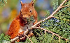 Red Squirrel, Northumberland